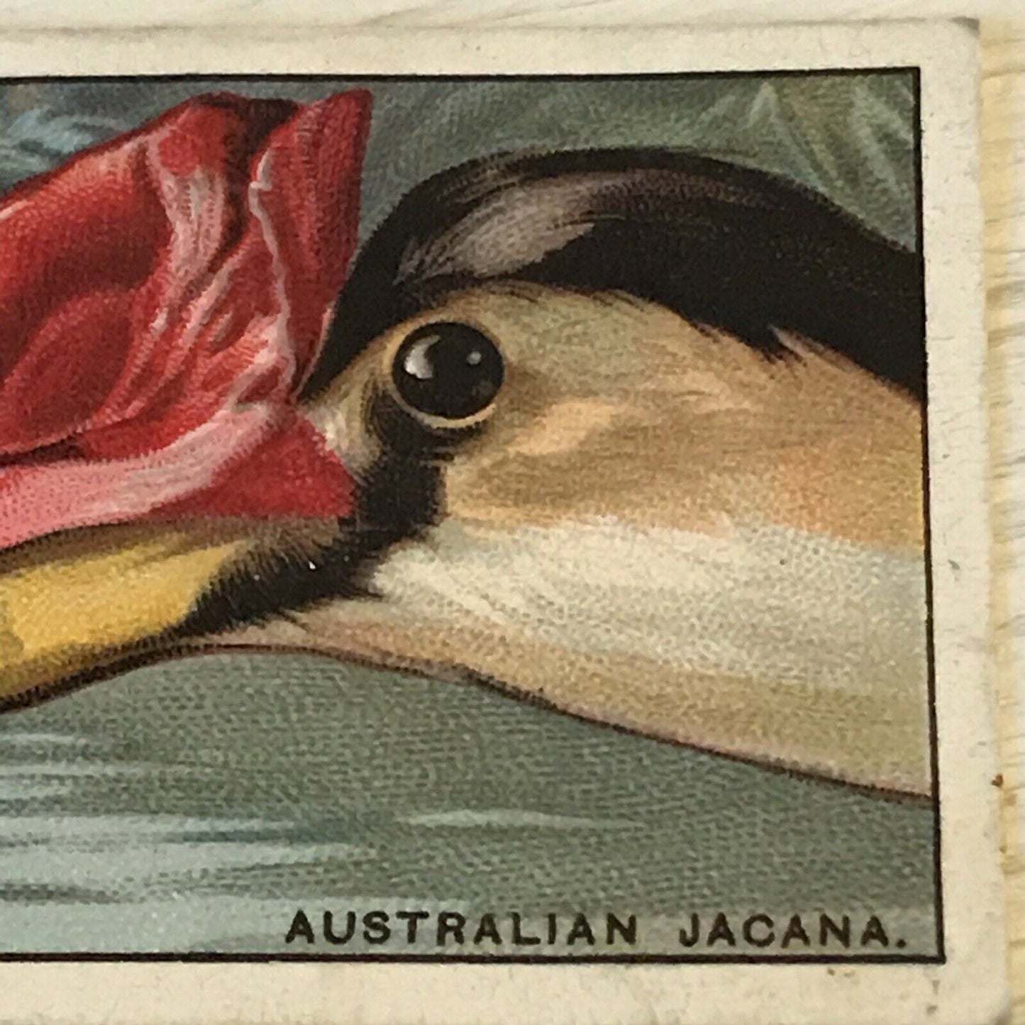 Players Cigarette Card - 1929 - 'Curious Beaks' - No. 29 - The Australian Jacana - Bird Picture -
