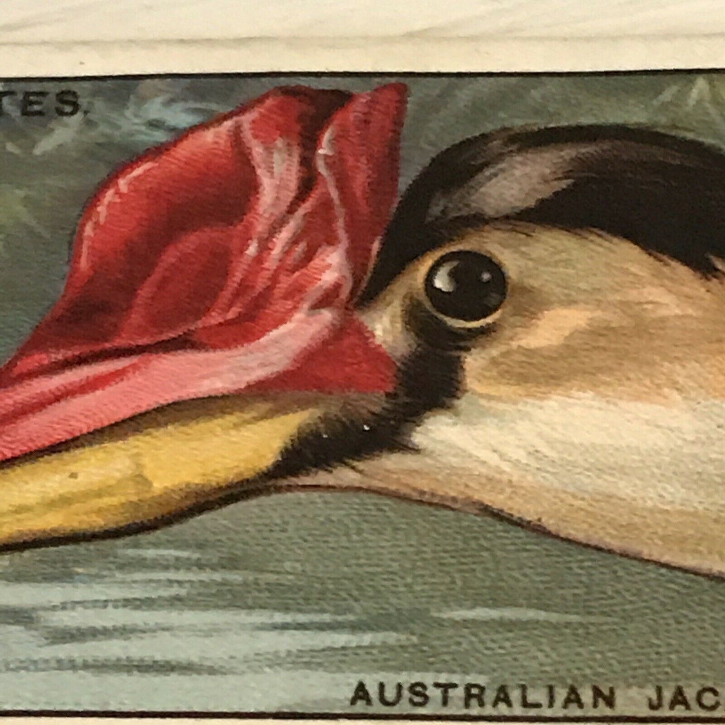 Players Cigarette Card - 1929 - 'Curious Beaks' - No. 29 - The Australian Jacana - Bird Picture -