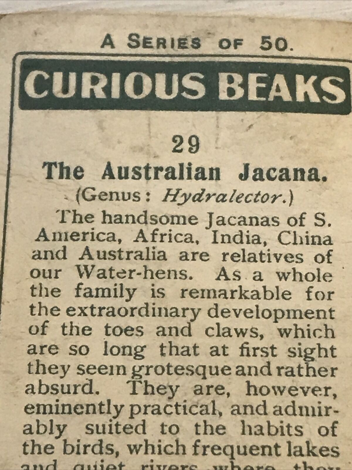 Players Cigarette Card - 1929 - 'Curious Beaks' - No. 29 - The Australian Jacana - Bird Picture -