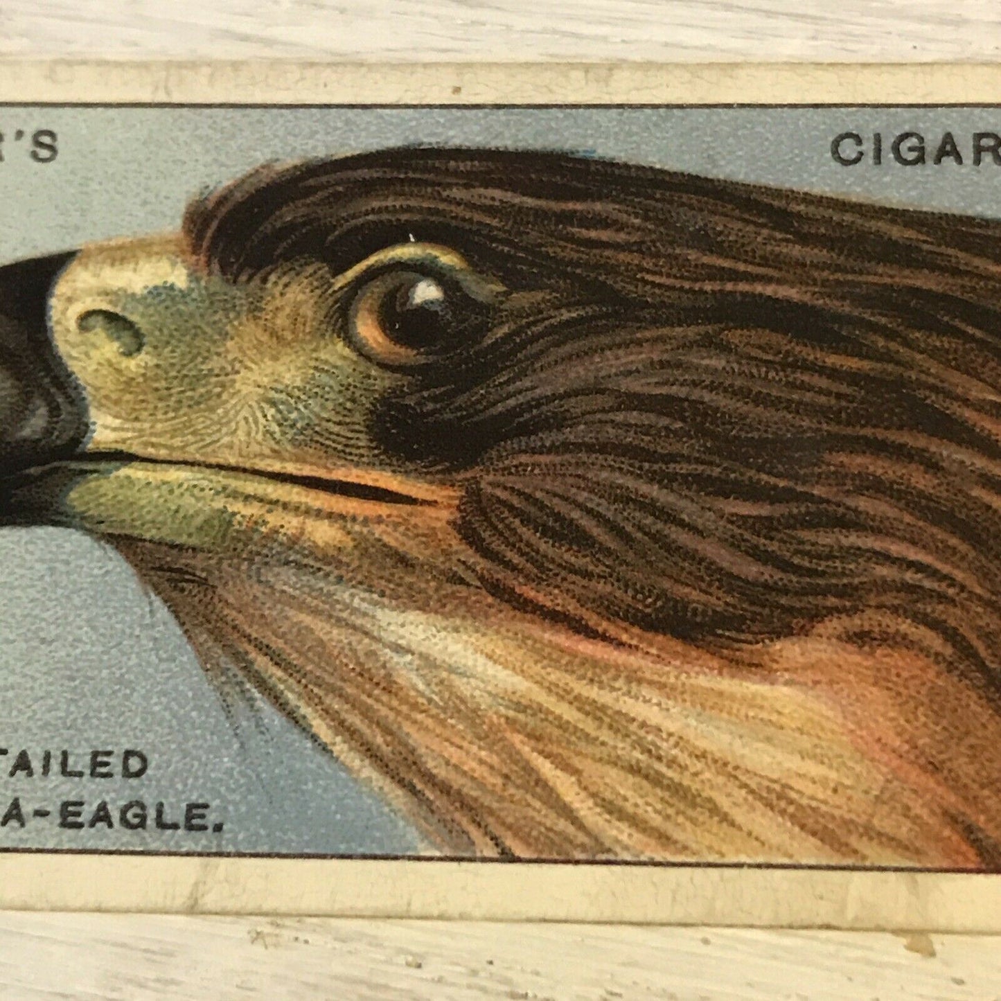 Players Cigarette Card - Curious Beaks - No.11 - White Tailed Sea Eagle - Vintage - 1929