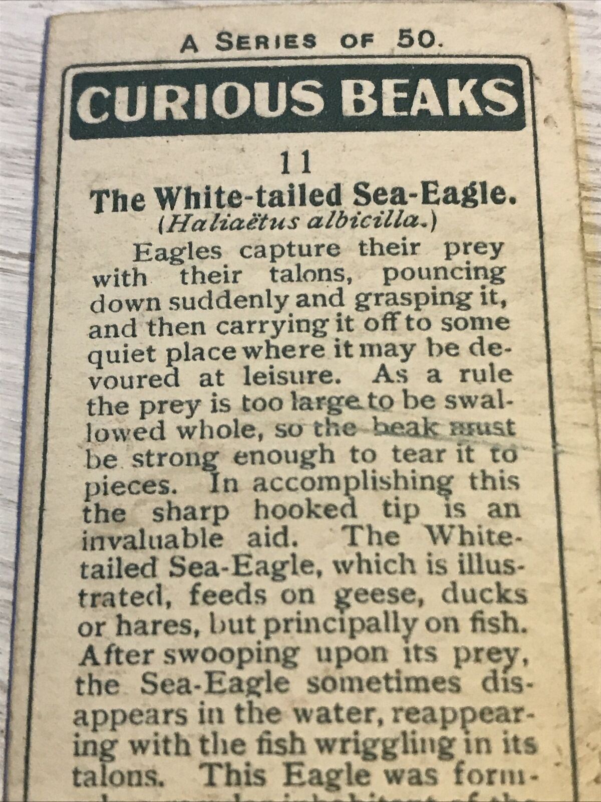 Players Cigarette Card - Curious Beaks - No.11 - White Tailed Sea Eagle - Vintage - 1929