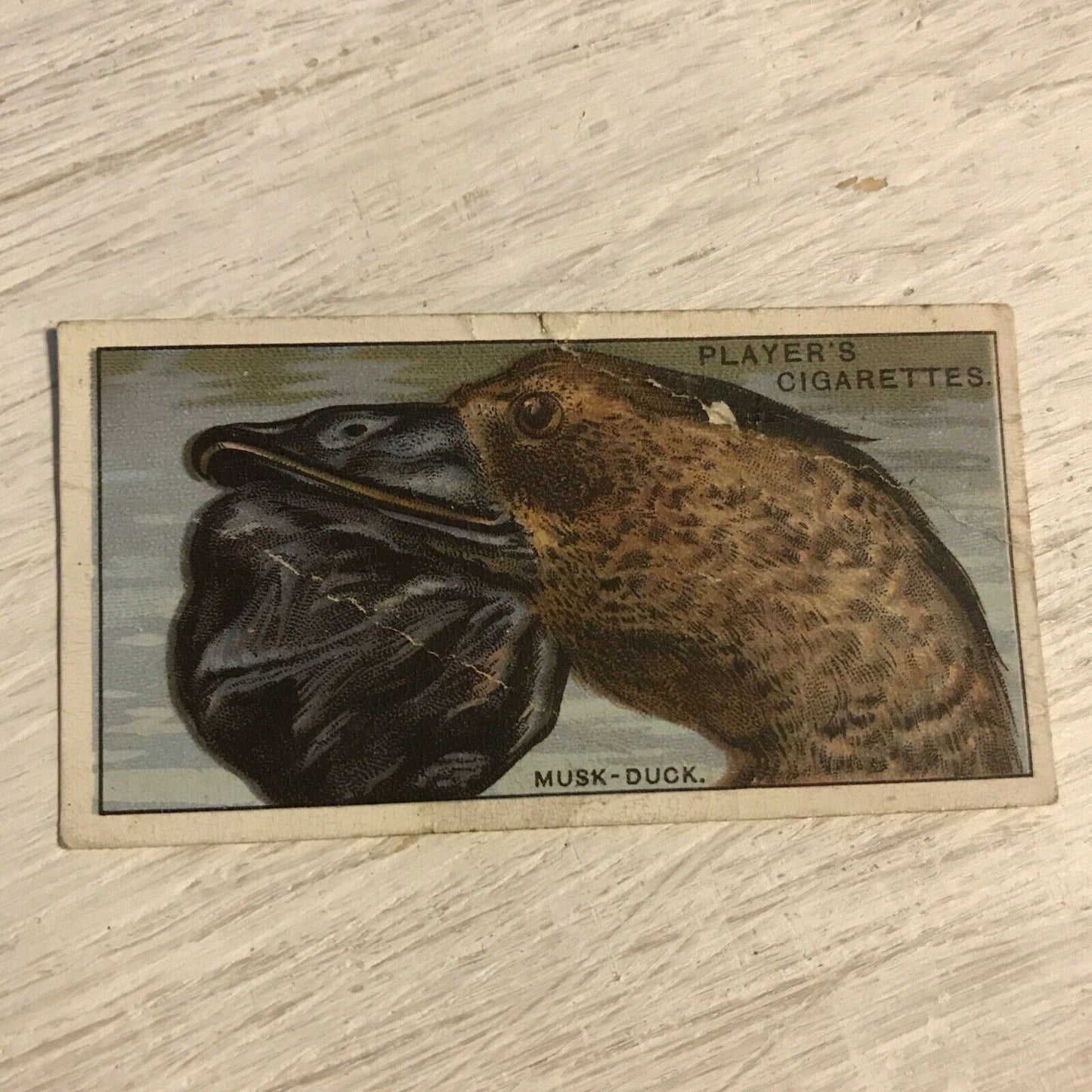 Players Cigarette Card Curious Beaks 10 Musk Duck 1929 Vintage Picture