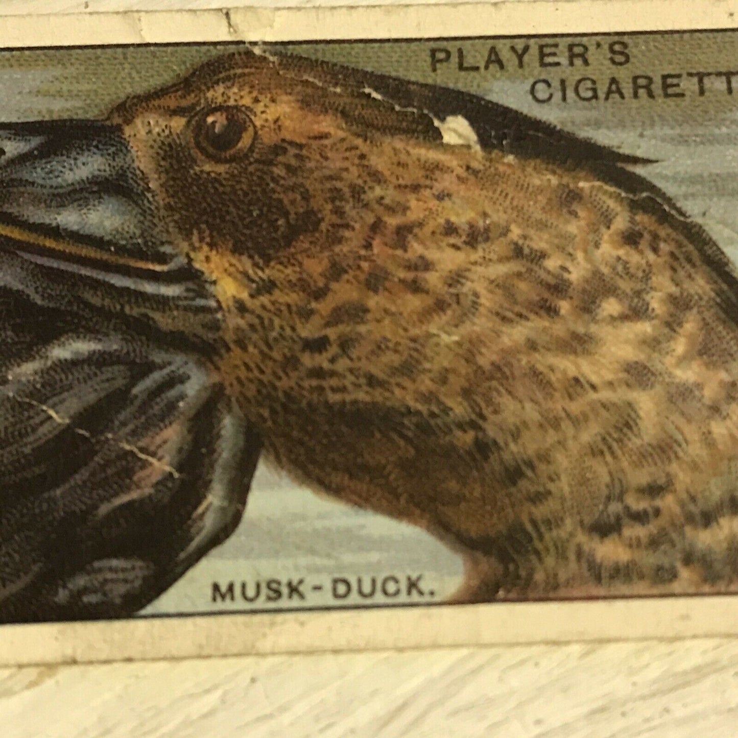 Players Cigarette Card Curious Beaks 10 Musk Duck 1929 Vintage Picture