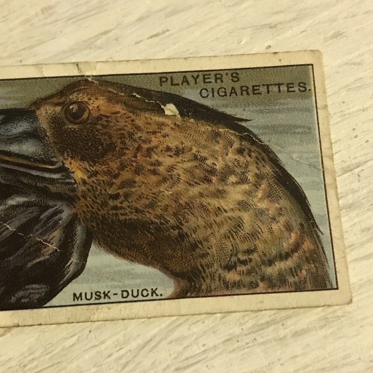 Players Cigarette Card Curious Beaks 10 Musk Duck 1929 Vintage Picture