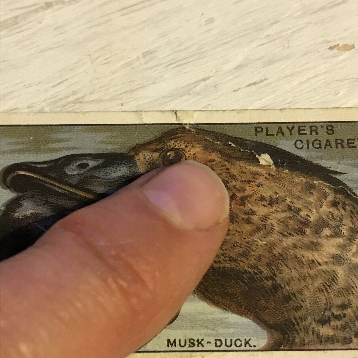 Players Cigarette Card Curious Beaks 10 Musk Duck 1929 Vintage Picture