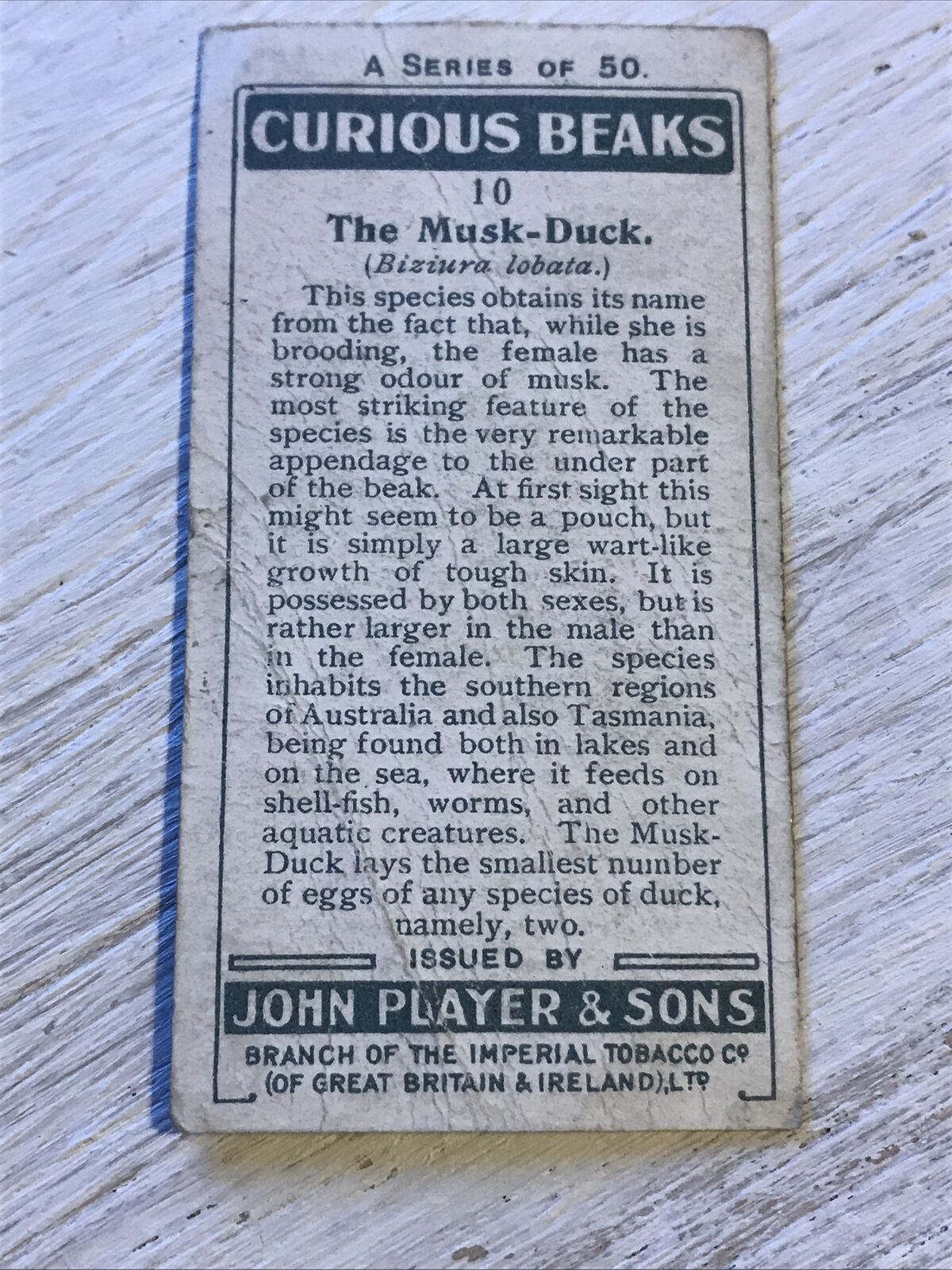Players Cigarette Card Curious Beaks 10 Musk Duck 1929 Vintage Picture