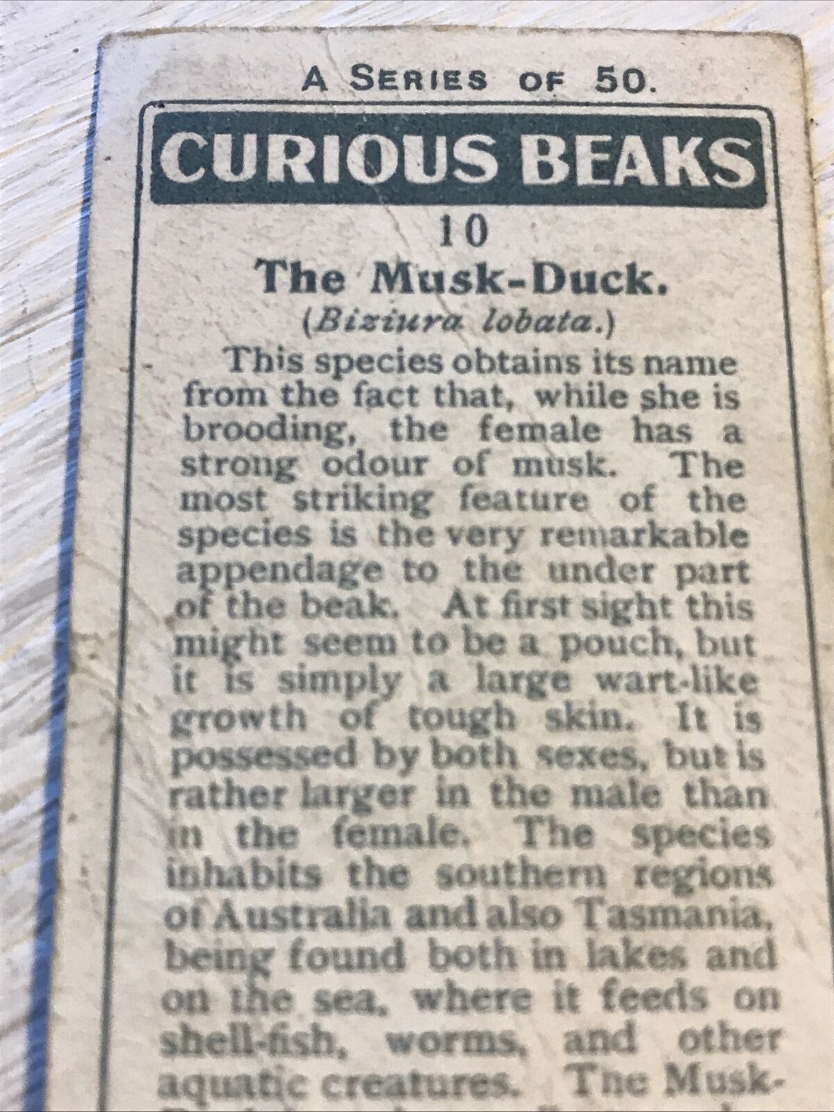 Players Cigarette Card Curious Beaks 10 Musk Duck 1929 Vintage Picture