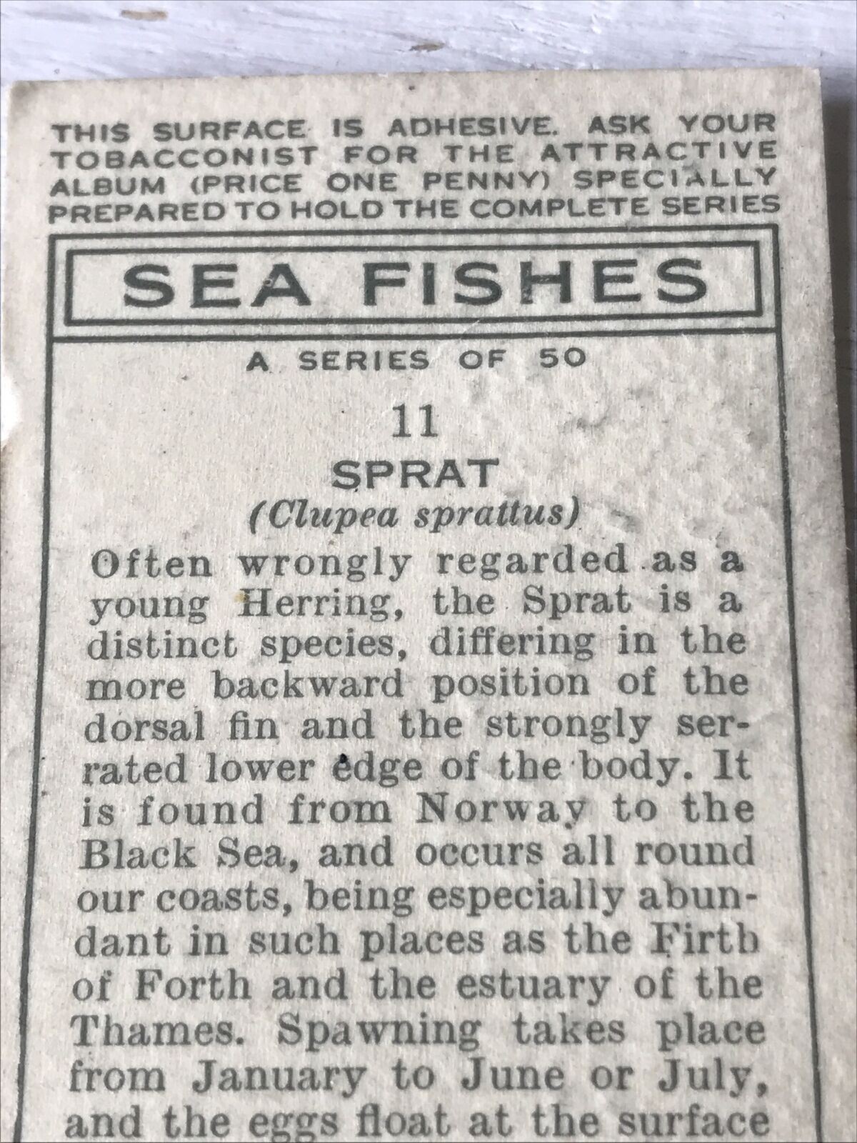 Vintage Players Cigarette Card - Sea Fishes - No. 11 Sprat - 1930s - Norway Black Sea