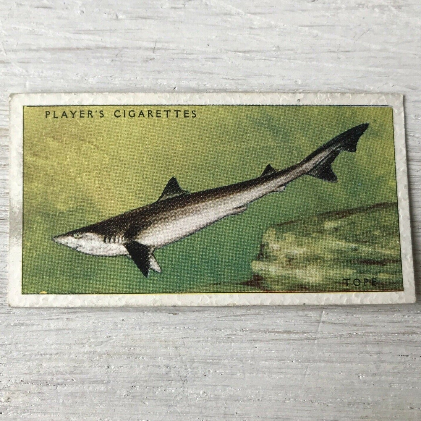 Vintage Players Cigarette Card - Sea Fishes - No. 2 Basking Shark - 1930s