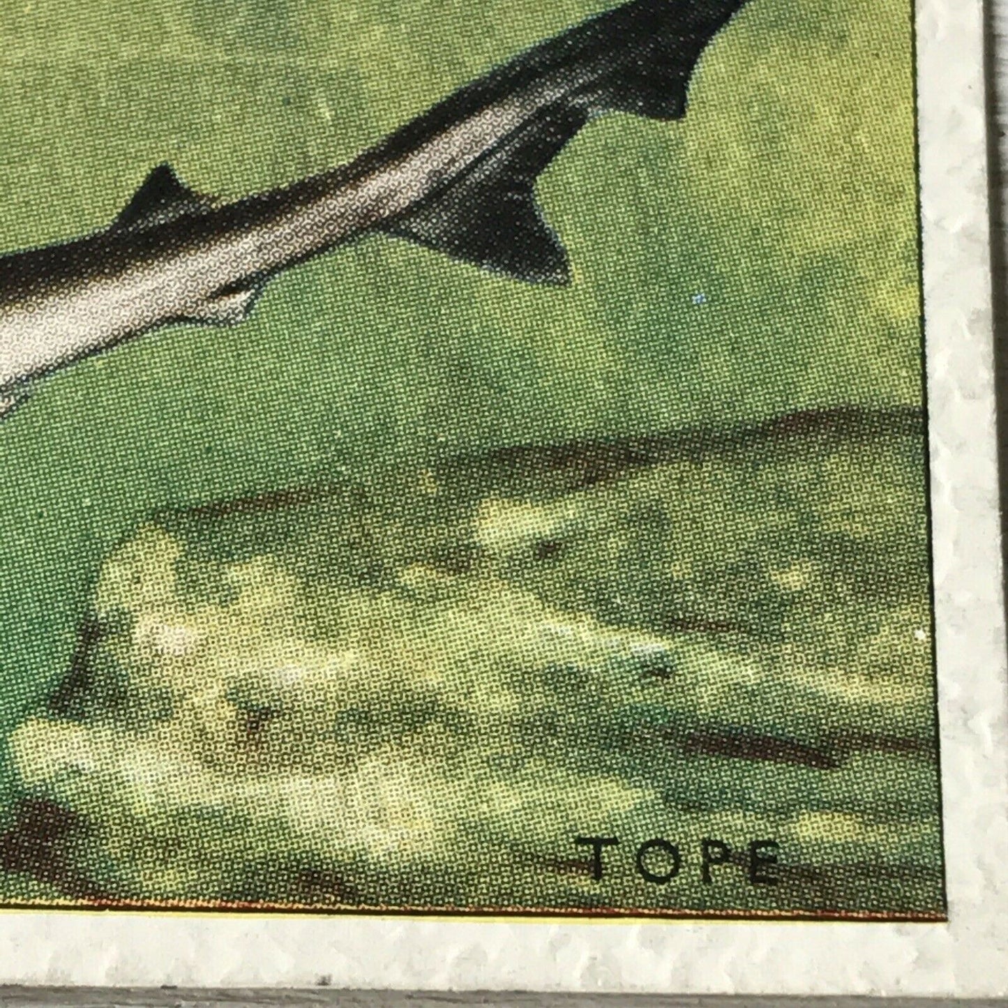 Vintage Players Cigarette Card - Sea Fishes - No. 2 Basking Shark - 1930s