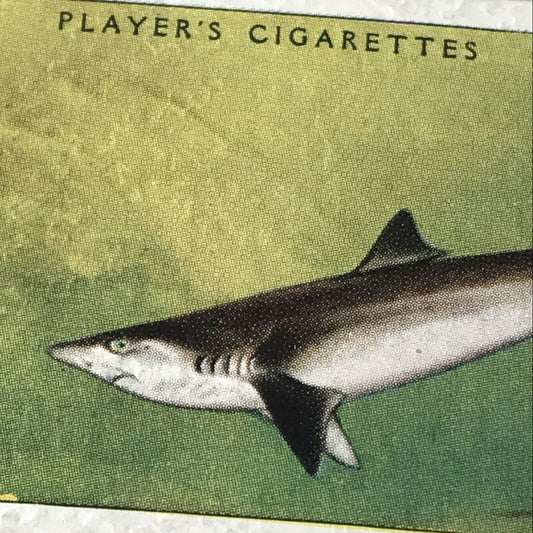 Vintage Players Cigarette Card - Sea Fishes - No. 2 Basking Shark - 1930s