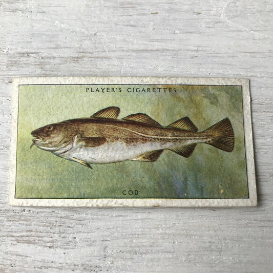 Vintage Players Cigarette Card - Sea Fishes - No. 17 Cod Fish - Atlantic - 1930s