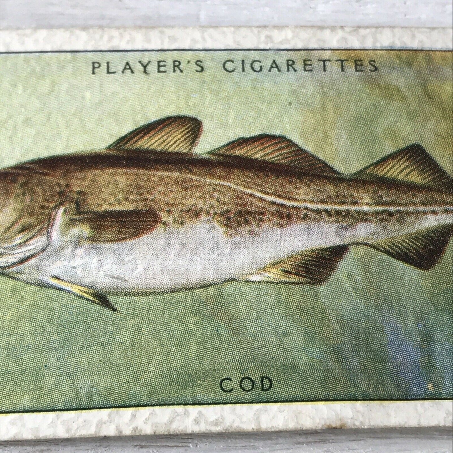 Vintage Players Cigarette Card - Sea Fishes - No. 17 Cod Fish - Atlantic - 1930s
