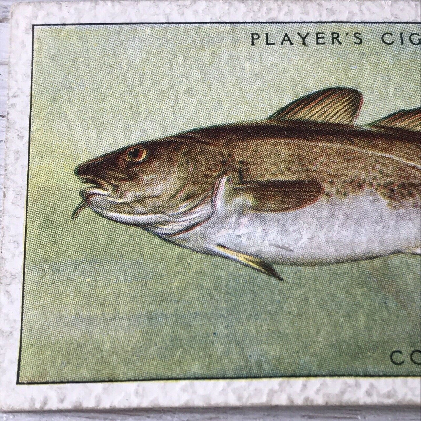 Vintage Players Cigarette Card - Sea Fishes - No. 17 Cod Fish - Atlantic - 1930s