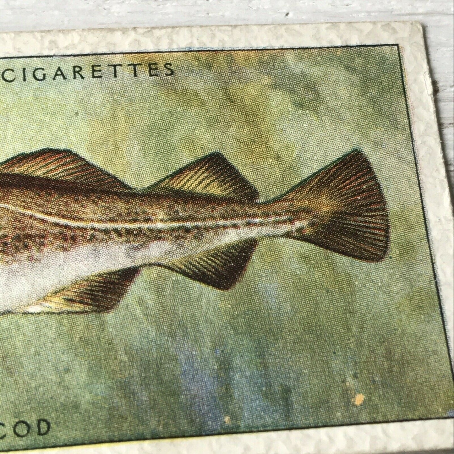 Vintage Players Cigarette Card - Sea Fishes - No. 17 Cod Fish - Atlantic - 1930s