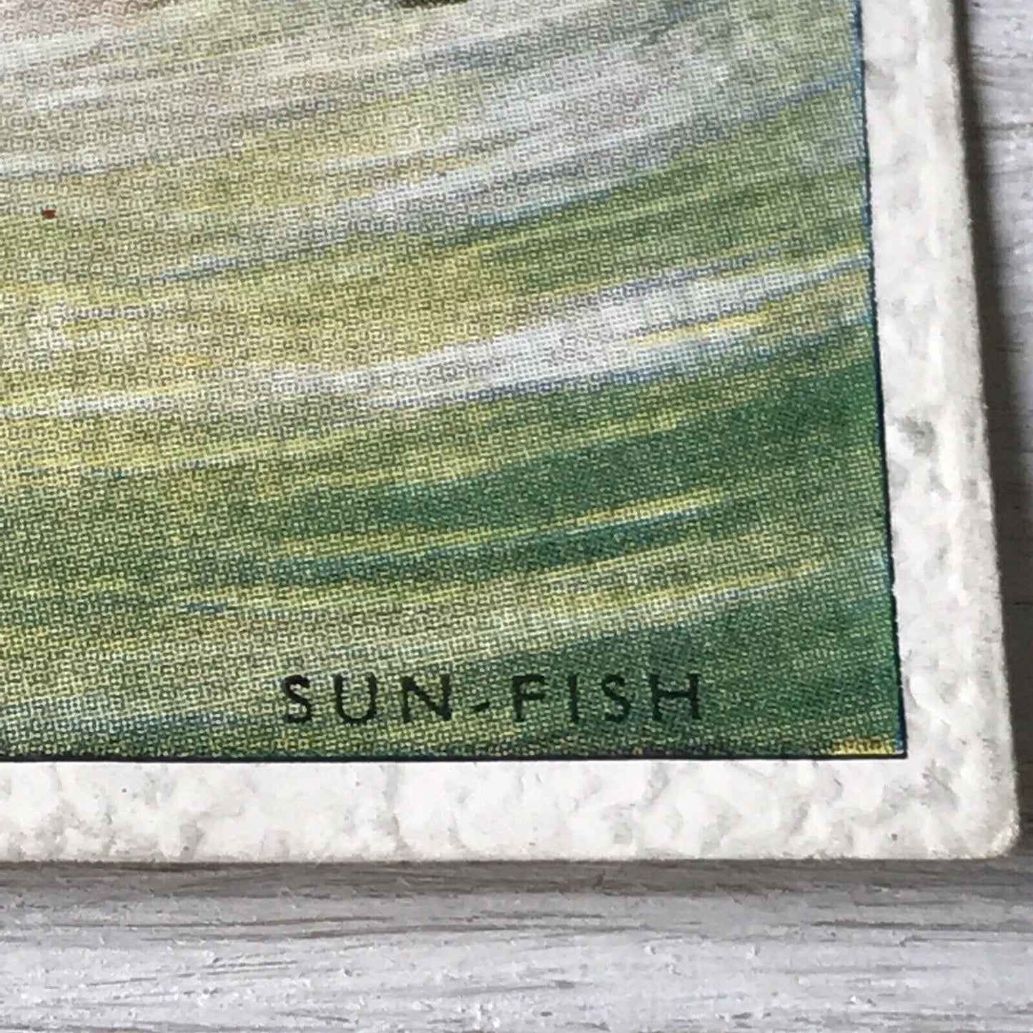 Vintage Players Cigarette Card - Sea Fishes - No. 49 Sun-fish - Atlantic Ocean - 1930s