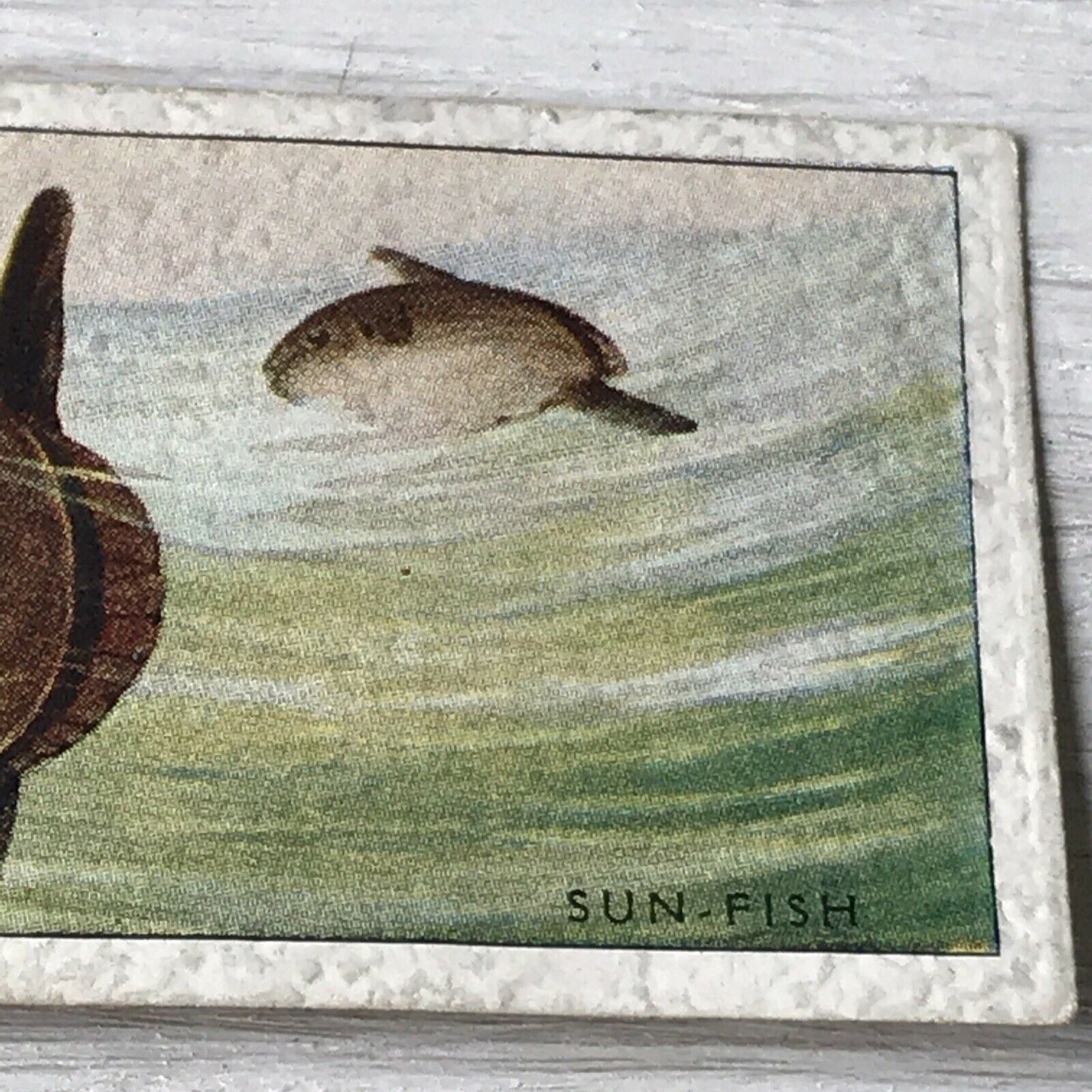 Vintage Players Cigarette Card - Sea Fishes - No. 49 Sun-fish - Atlantic Ocean - 1930s