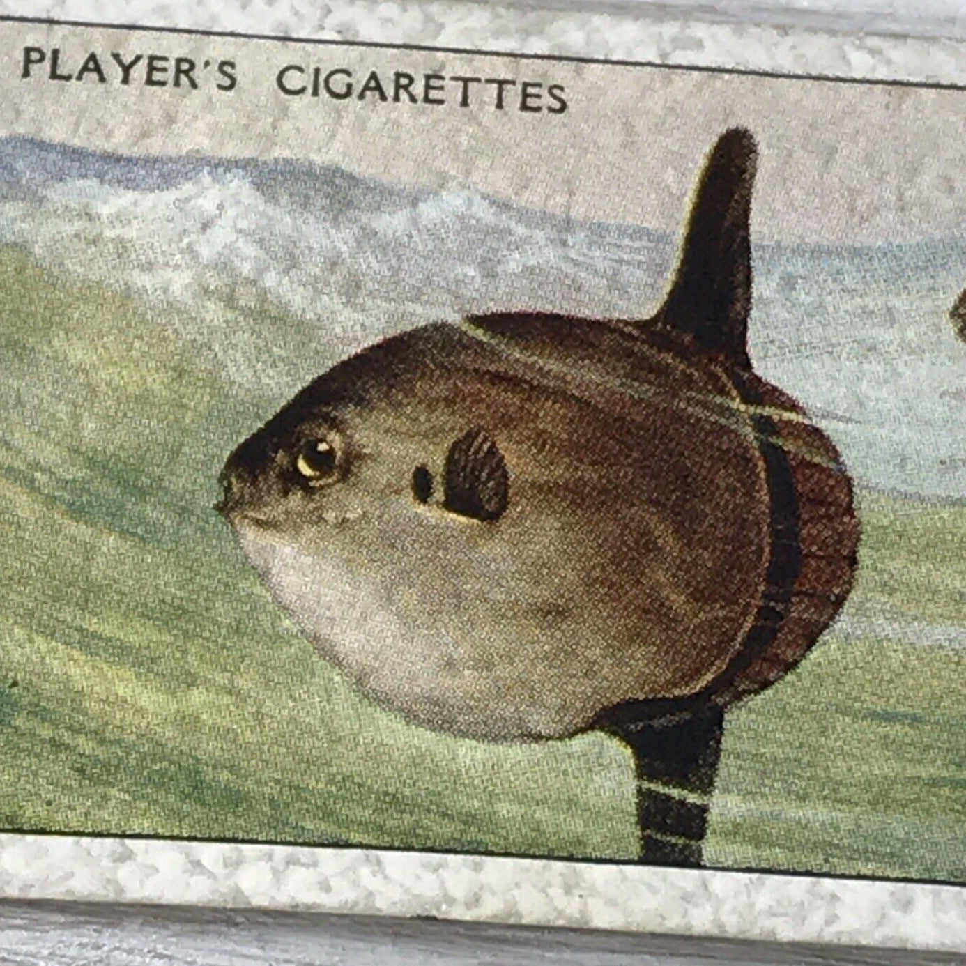 Vintage Players Cigarette Card - Sea Fishes - No. 49 Sun-fish - Atlantic Ocean - 1930s