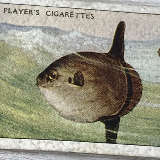 Vintage Players Cigarette Card - Sea Fishes - No. 49 Sun-fish - Atlantic Ocean - 1930s