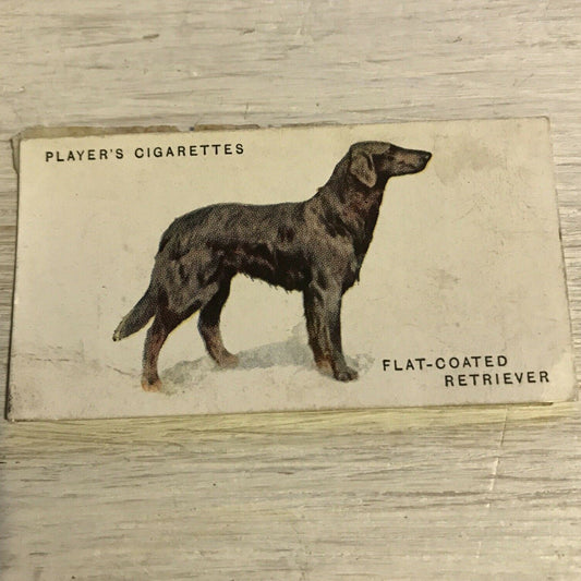Vintage Players Cigarettes Card Dogs 24 Flat Coated Retriever DAMAGED