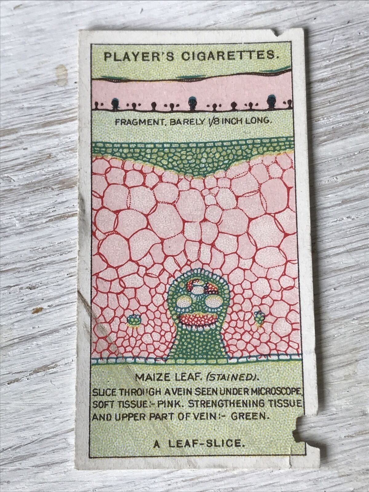 Players Cigarettes Card - Hidden Beauties - No. 11 A Leaf Slice - Maize Leaf - Cells - Tissue