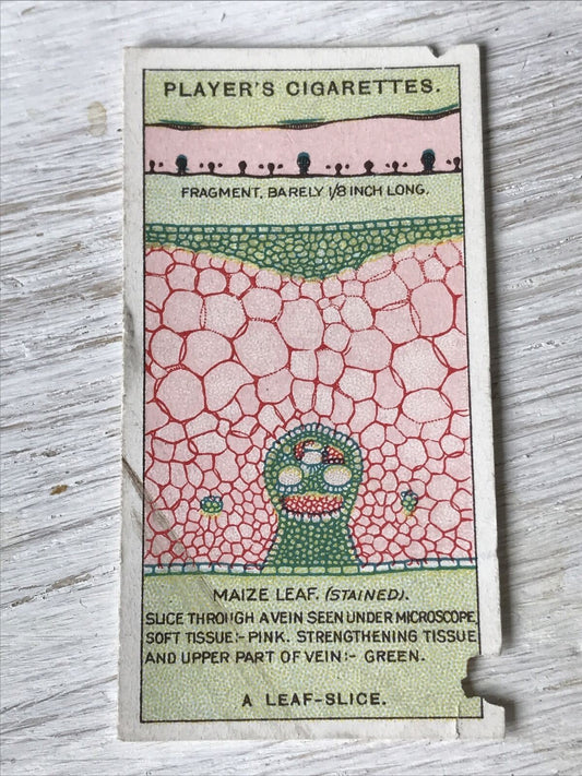 Players Cigarettes Card - Hidden Beauties - No. 11 A Leaf Slice - Maize Leaf - Cells - Tissue