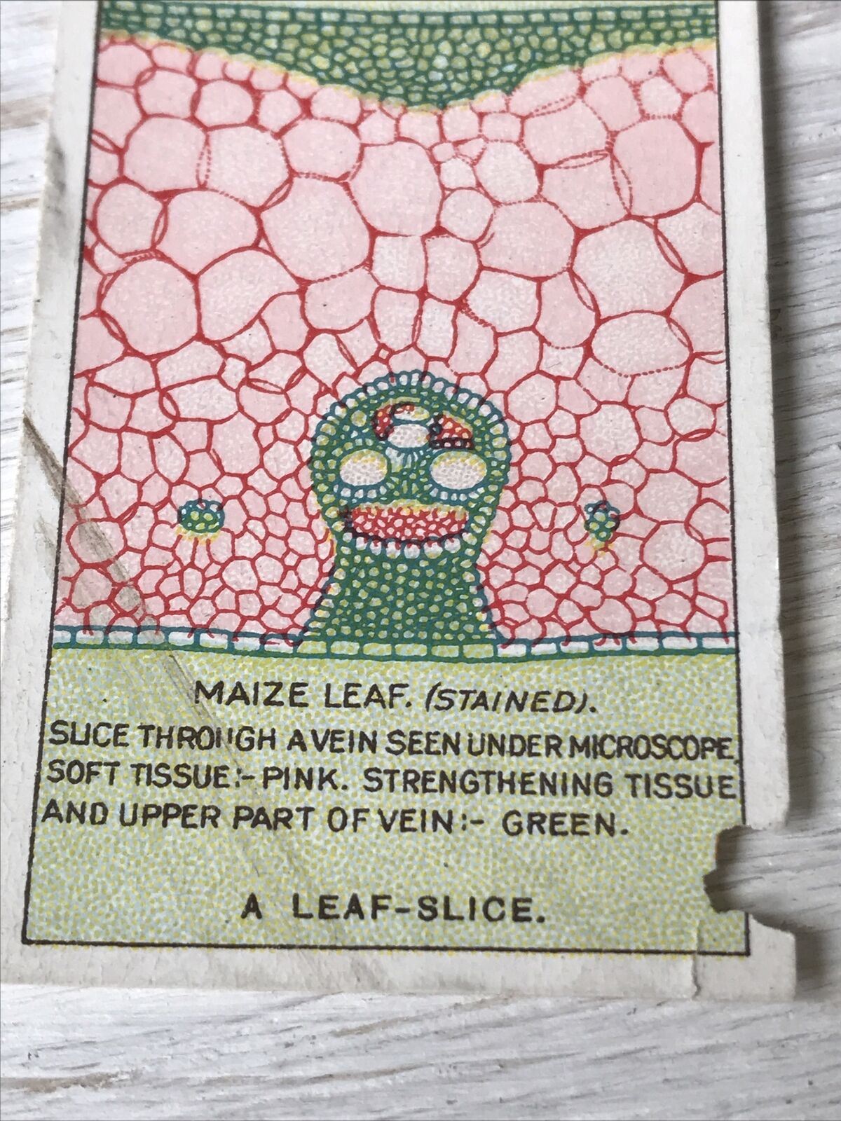 Players Cigarettes Card - Hidden Beauties - No. 11 A Leaf Slice - Maize Leaf - Cells - Tissue