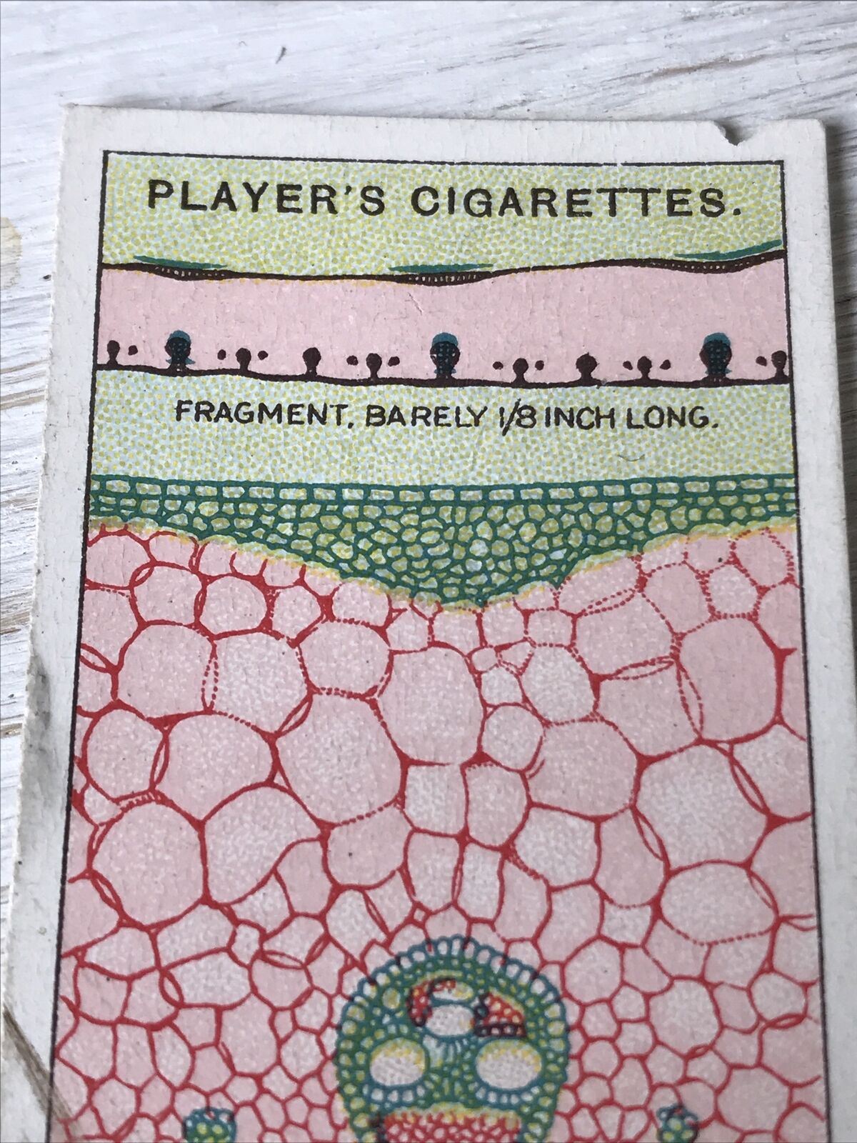 Players Cigarettes Card - Hidden Beauties - No. 11 A Leaf Slice - Maize Leaf - Cells - Tissue