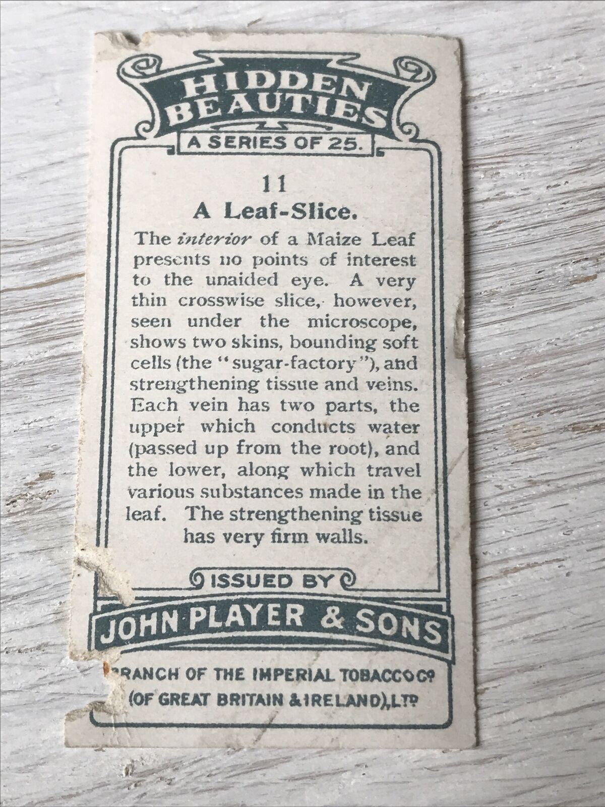 Players Cigarettes Card - Hidden Beauties - No. 11 A Leaf Slice - Maize Leaf - Cells - Tissue