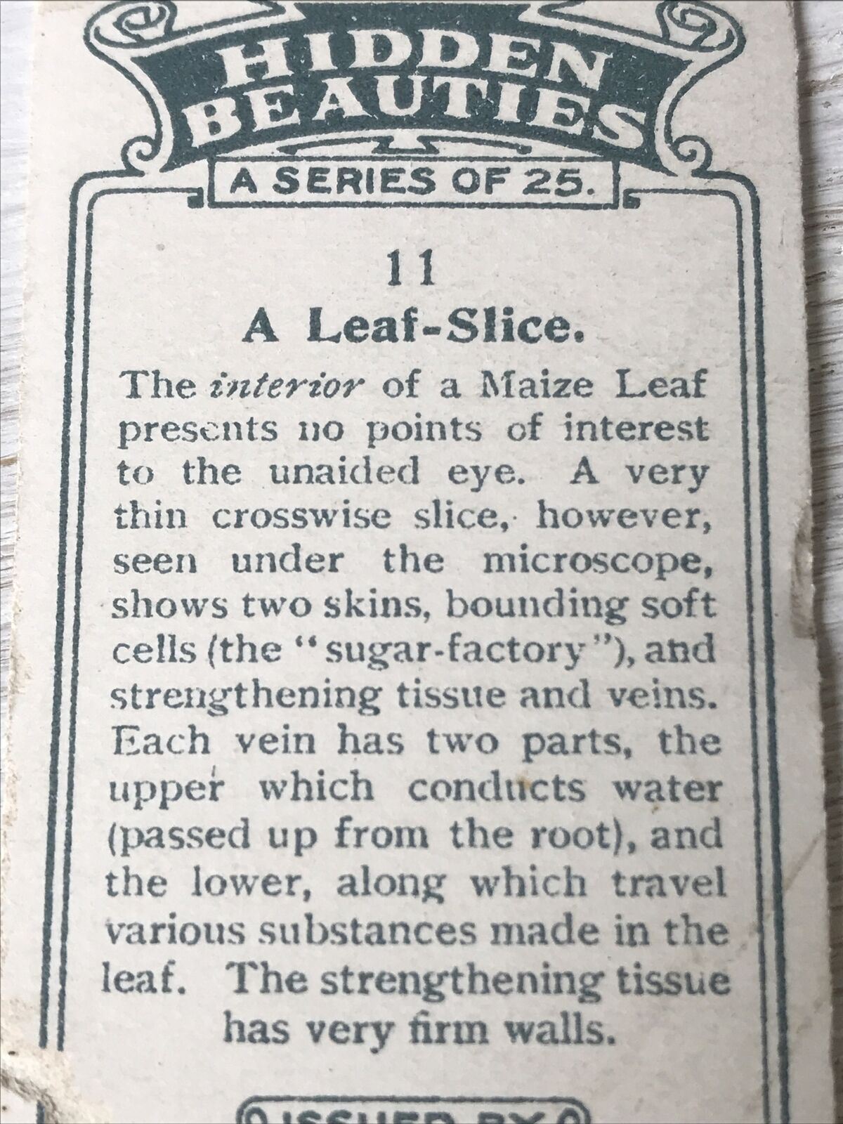 Players Cigarettes Card - Hidden Beauties - No. 11 A Leaf Slice - Maize Leaf - Cells - Tissue