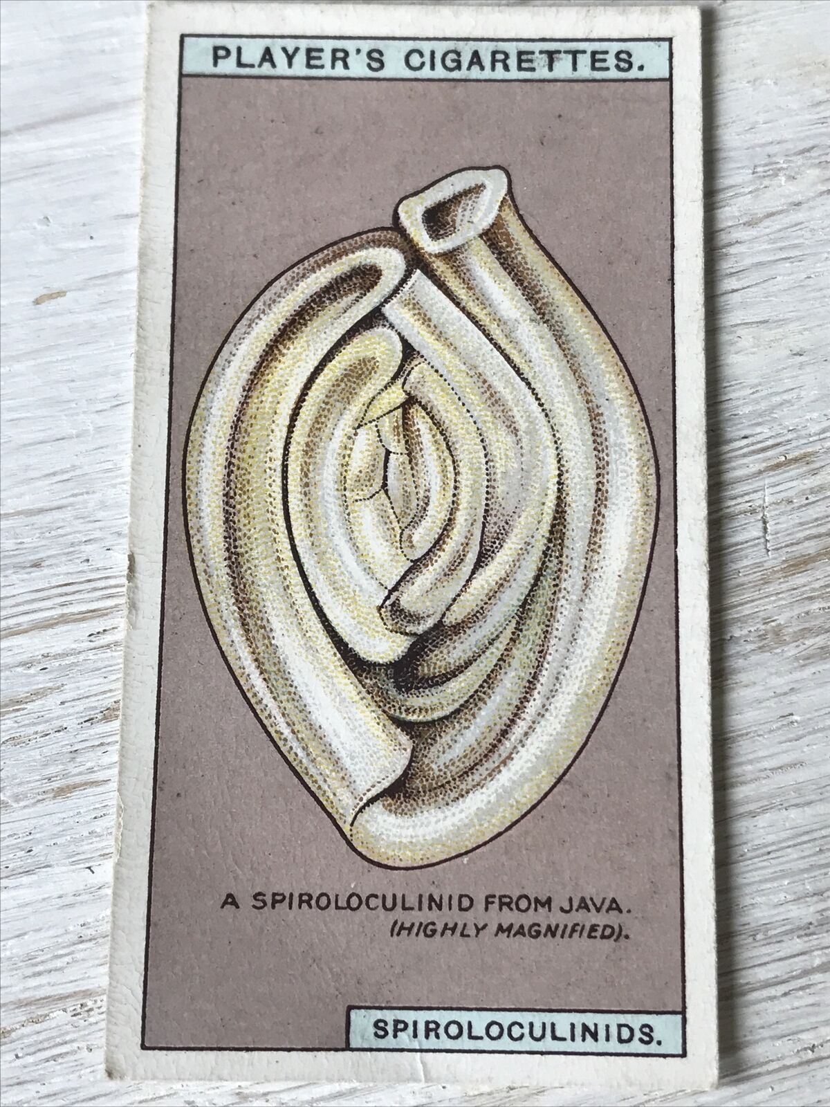Players Cigarettes Card Hidden Beauties 20 Spiroloculinids Protoplasm Skeleton