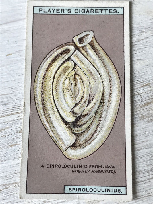 Players Cigarettes Card Hidden Beauties 20 Spiroloculinids Protoplasm Skeleton