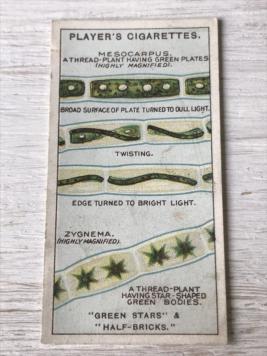 Players Cigarettes Card Hidden Beauties 3 Green Stars & Half Bricks Thread Plant