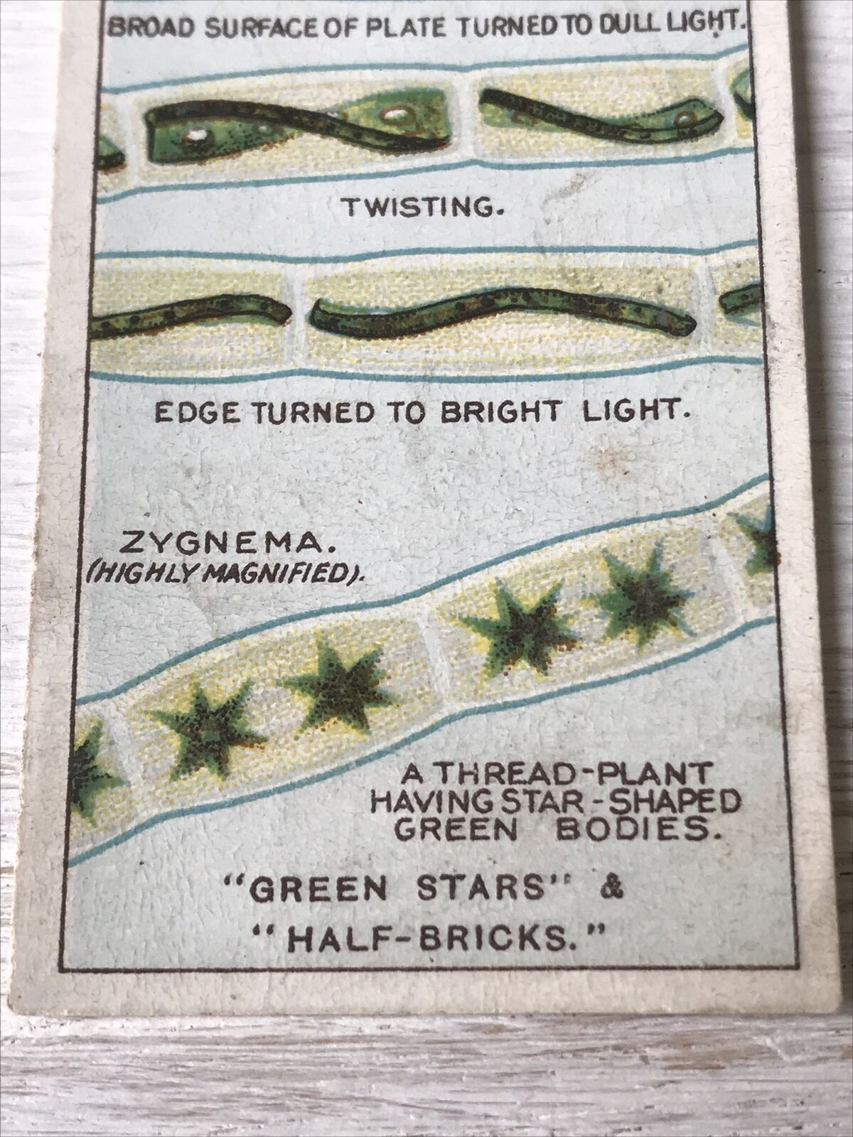 Players Cigarettes Card Hidden Beauties 3 Green Stars & Half Bricks Thread Plant