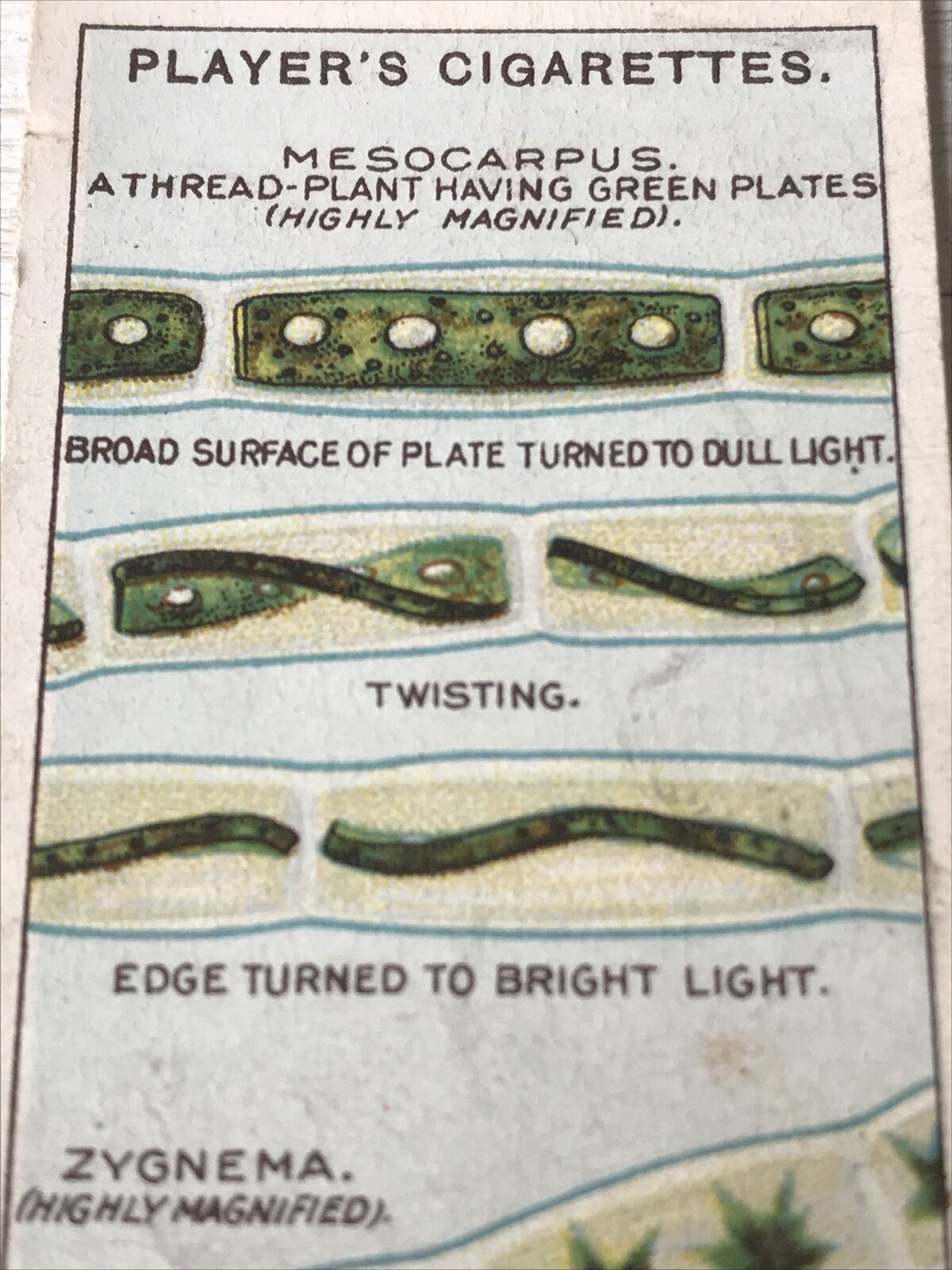 Players Cigarettes Card Hidden Beauties 3 Green Stars & Half Bricks Thread Plant