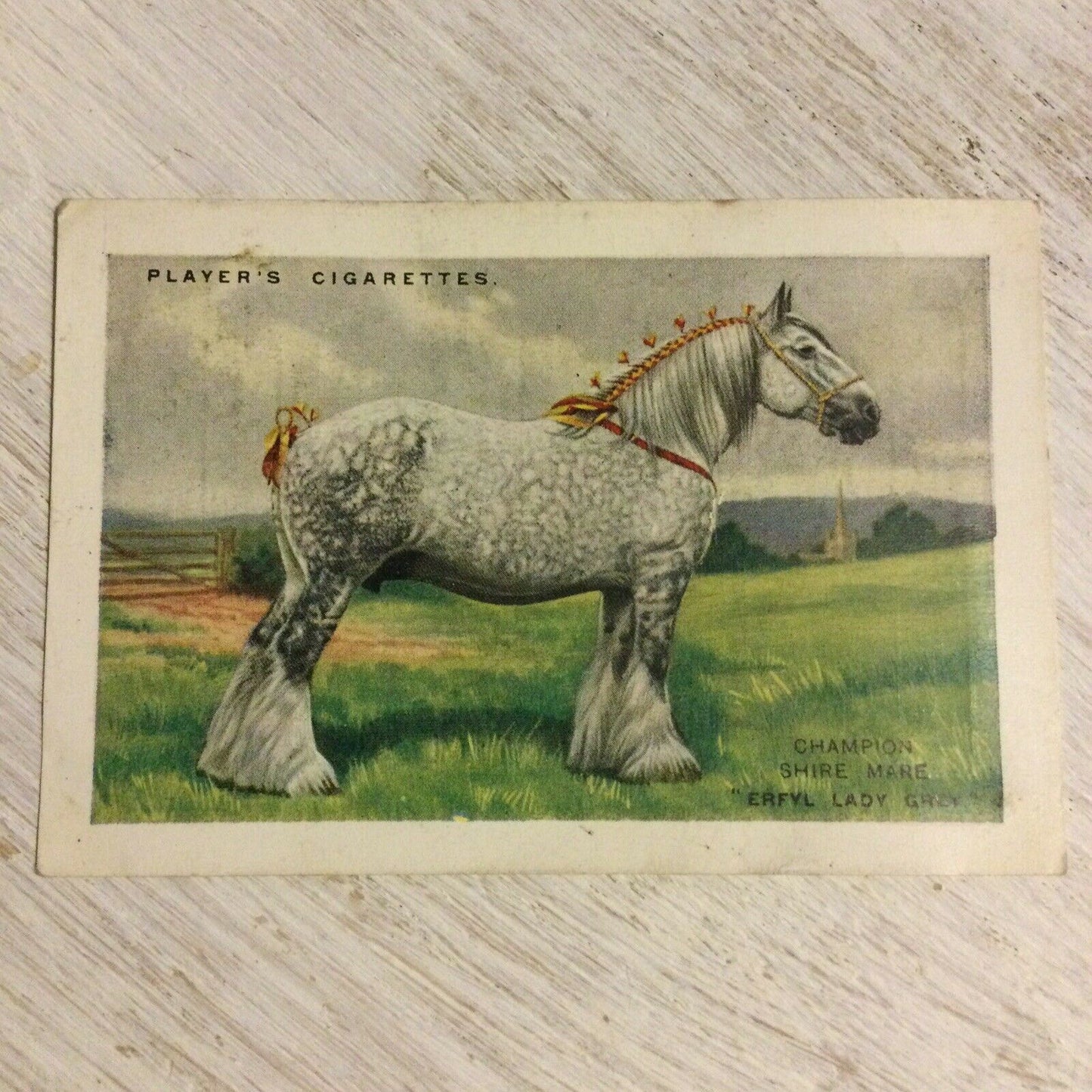 Players Cigarettes Card - Large - British Pedigree Stock - No. 17 - The Shire Mare - Erfyl Lady Grey