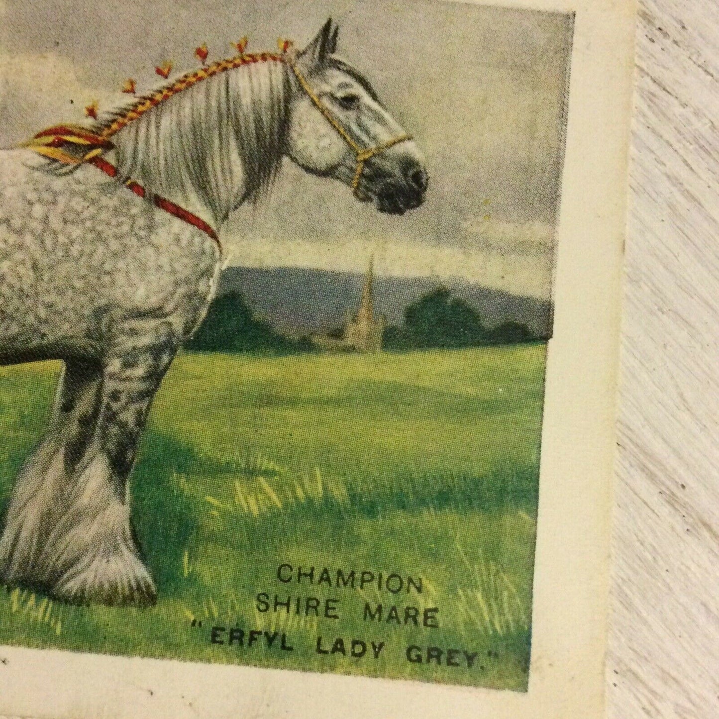 Players Cigarettes Card - Large - British Pedigree Stock - No. 17 - The Shire Mare - Erfyl Lady Grey