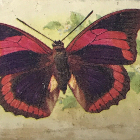 Players Cigarette Card - TRANSFER Butterflies - No 42 Prepona Praeneste S America