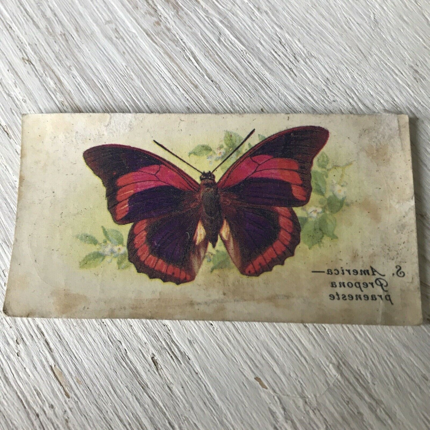 Players Cigarette Card - TRANSFER Butterflies - No 42 Prepona Praeneste S America