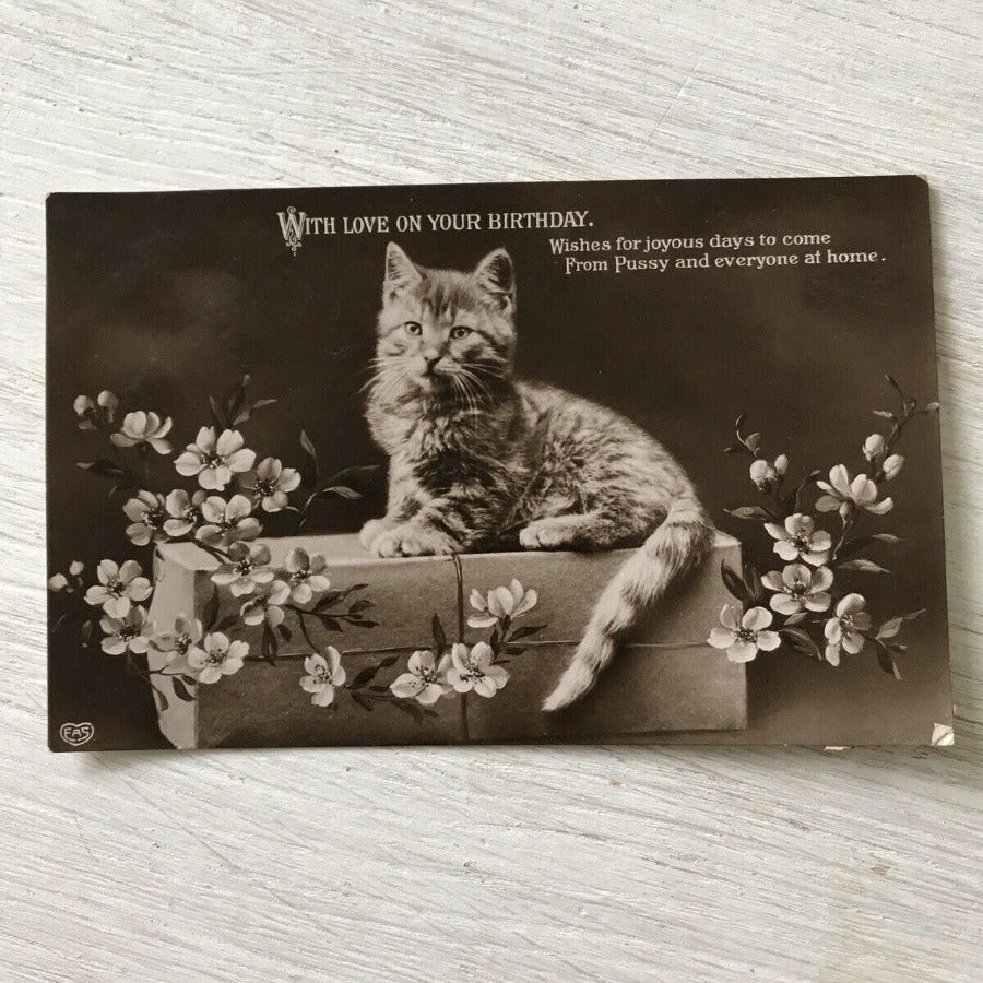 Antique Birthday Greetings Postcard. Pretty Cat / Kitten With Cherry Blossom Cute 1910. Cute kitten photo.