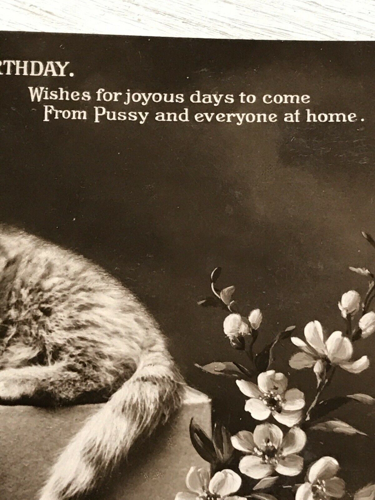 Antique Birthday Greetings Postcard. Pretty Cat / Kitten With Cherry Blossom Cute 1910. Cute kitten photo.