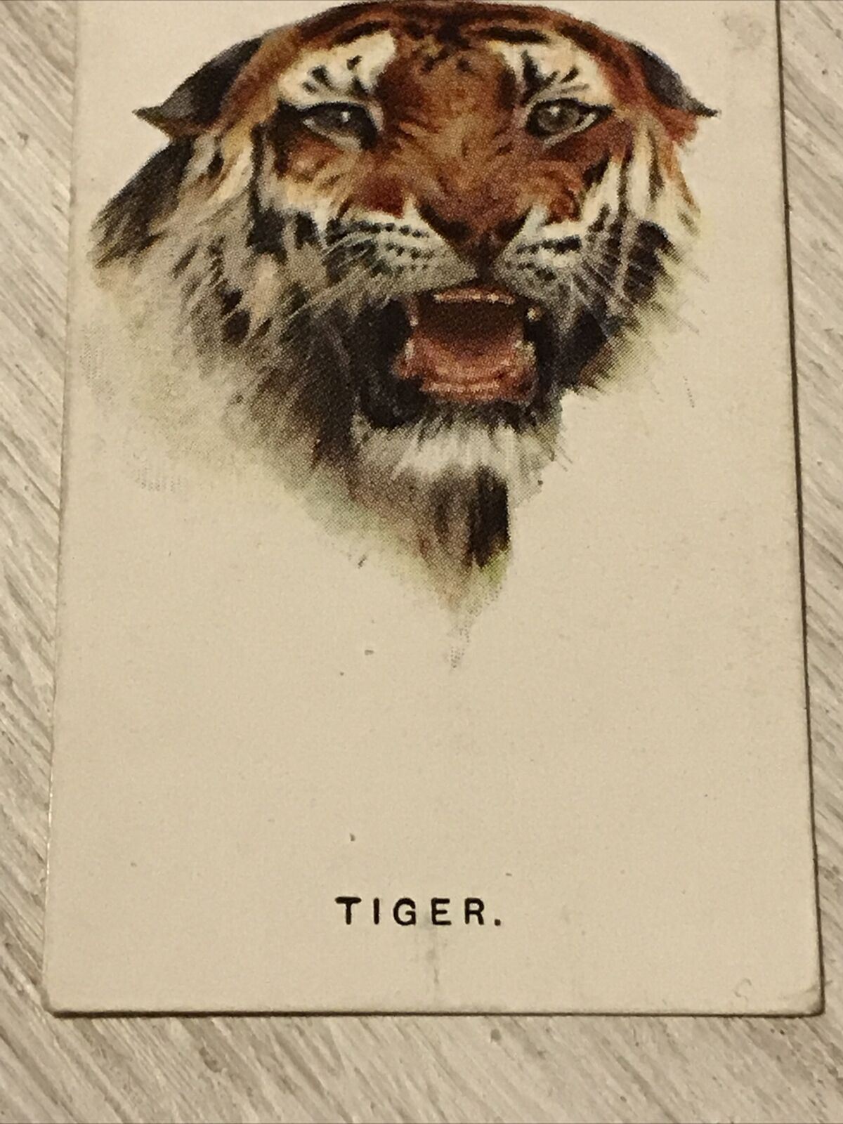 Players Cigarettes Card Wild Animals Heads 46 Tiger Arthur Wardle Vintage