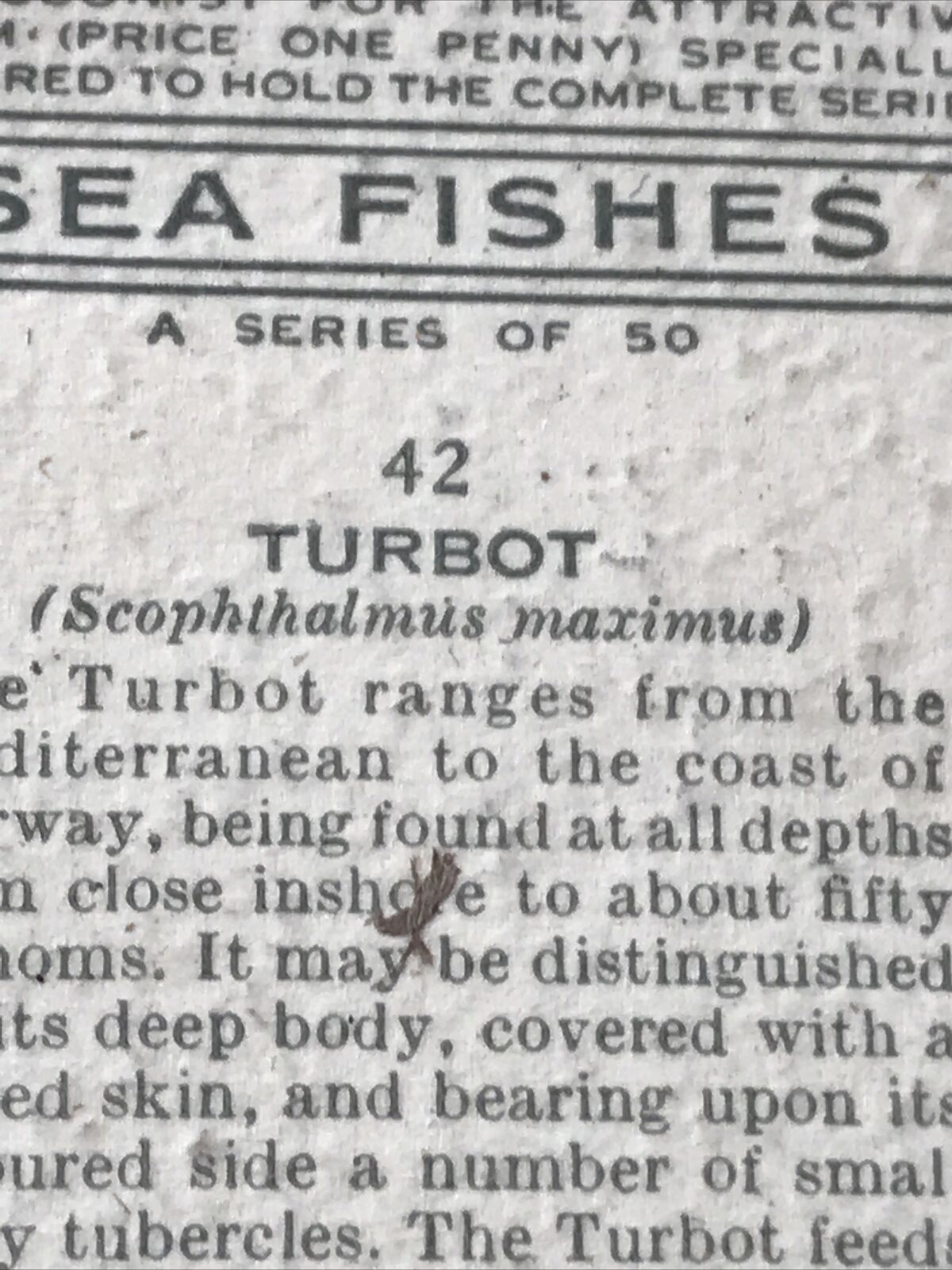 Players Cigarettes Card Sea Fishes 42 Turbot. Vintage Card. Fish