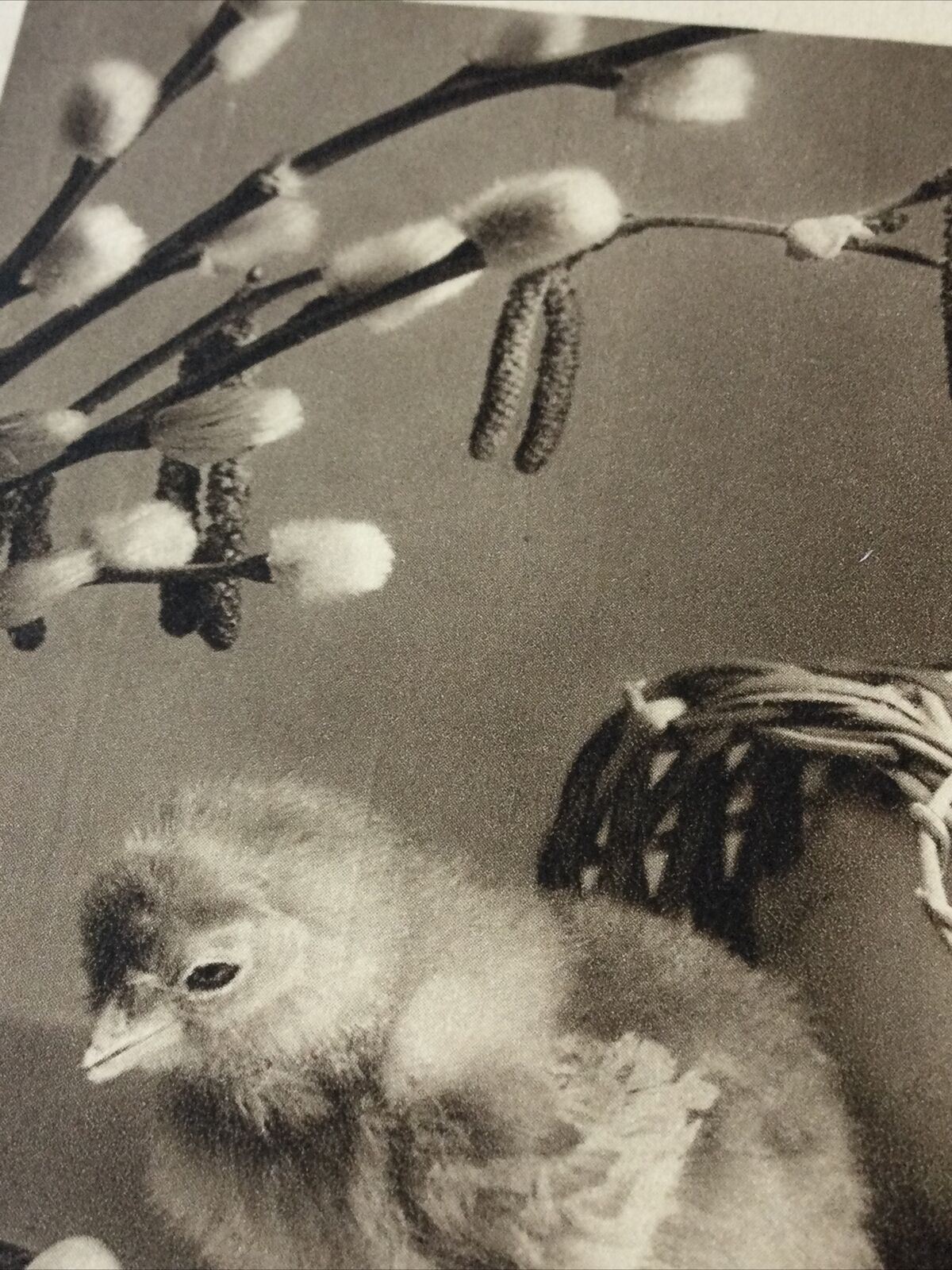 Vintage Easter Greetings Postcard Card French Joyeuses Paques Chick Catkins Eggs