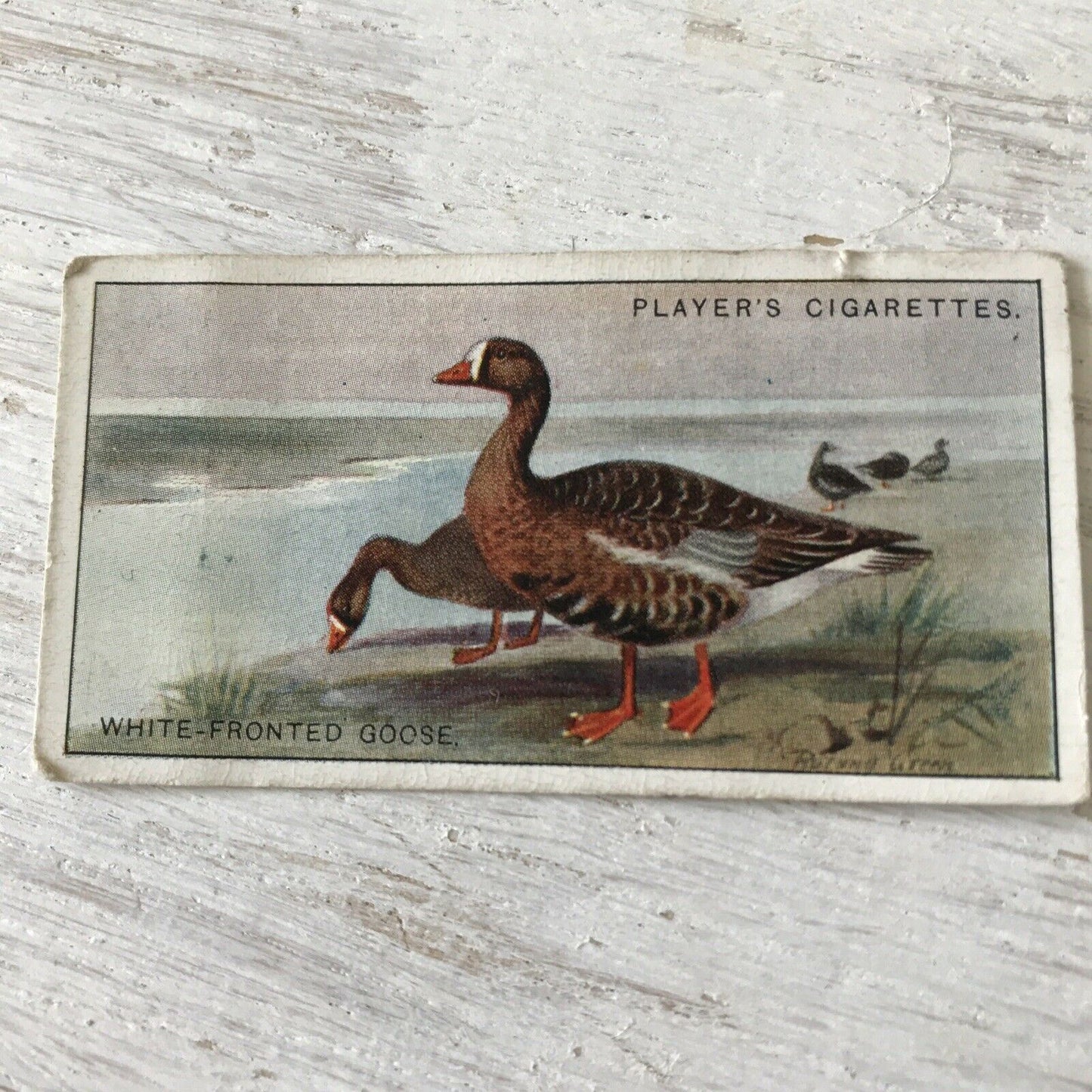Players Cigarette Card Game Birds & Wild Game 21 White Fronted Goose Vintage