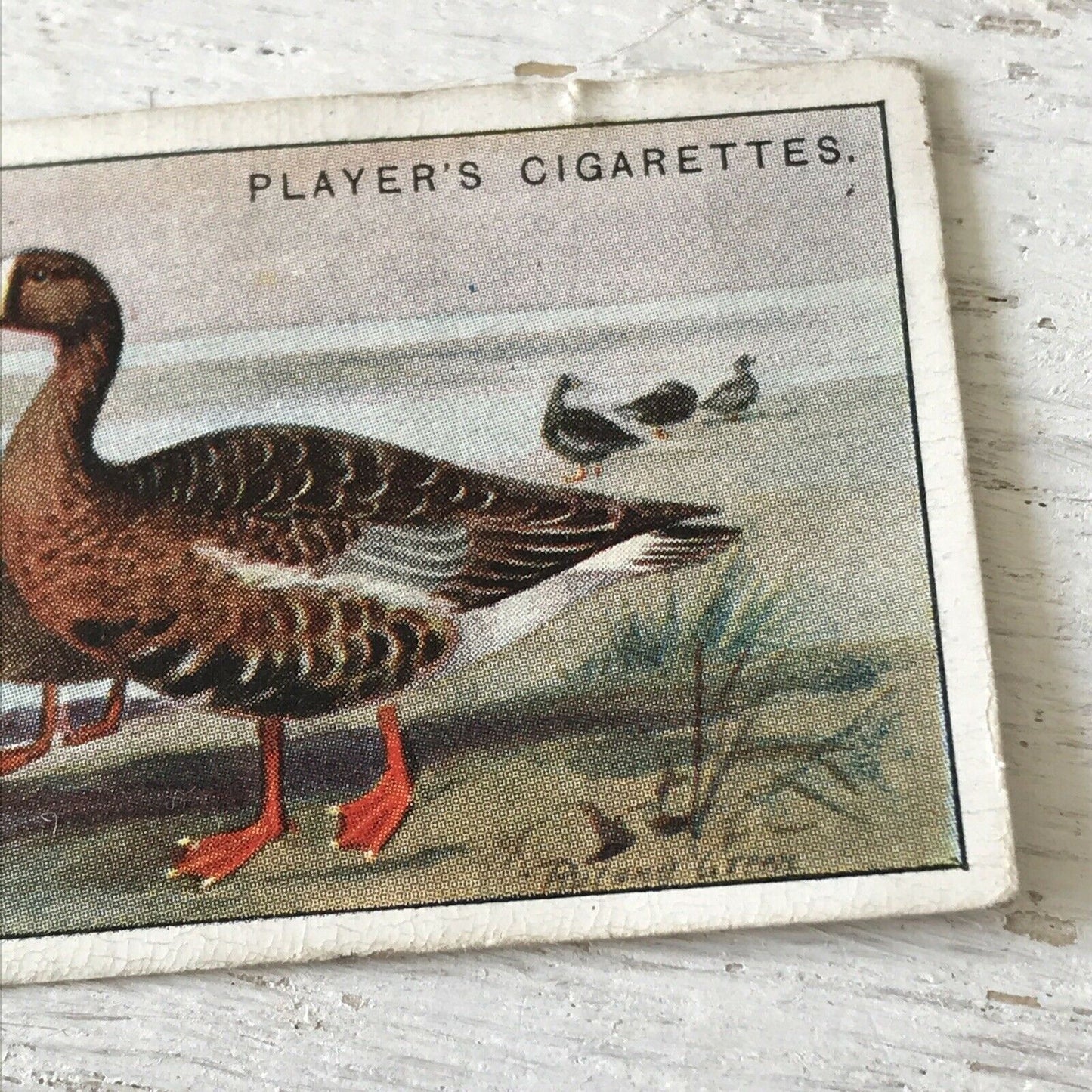 Players Cigarette Card Game Birds & Wild Game 21 White Fronted Goose Vintage