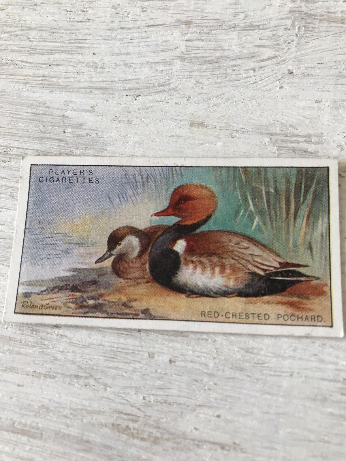 Players Cigarette Card Game Birds & Wild Game 33 Red Crested Pochard Duck