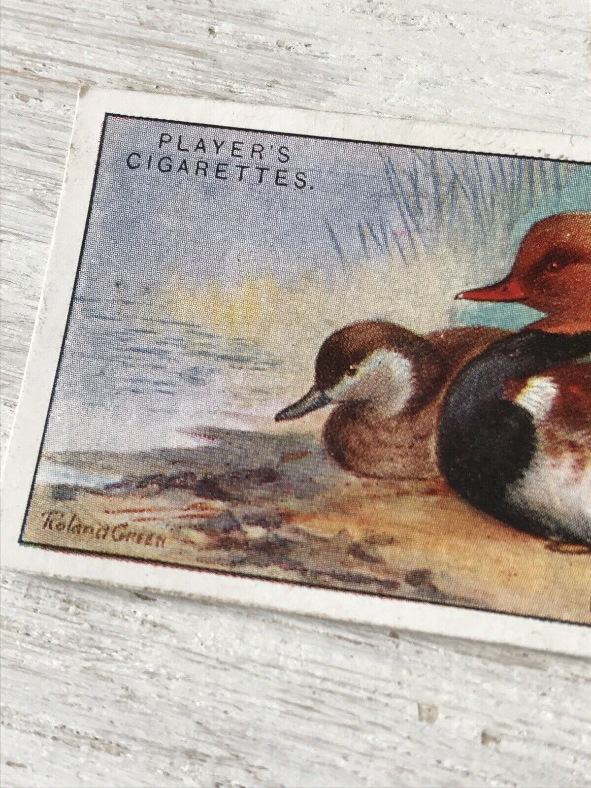 Players Cigarette Card Game Birds & Wild Game 33 Red Crested Pochard Duck