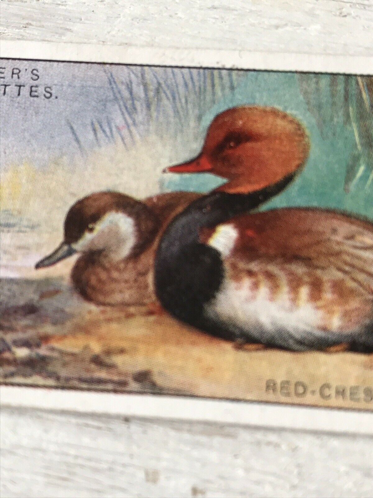 Players Cigarette Card Game Birds & Wild Game 33 Red Crested Pochard Duck