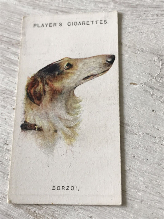 Players Cigarette Card - Dogs - No. 5 Borzoi - Russian Hunting Dog - From Arthur Wardle Painting